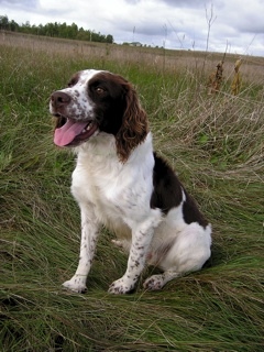 spaniel