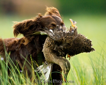 spaniel