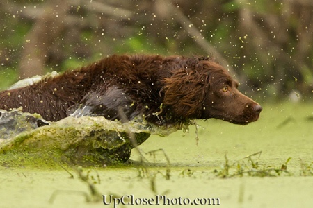 spaniel