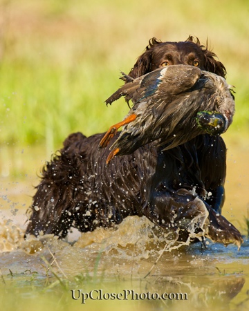 spaniel