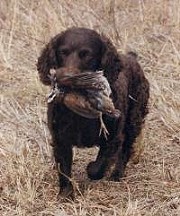 boykin spaniel quail hunting