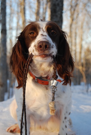 spaniel