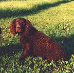 American Water Spaniel