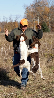 spaniel