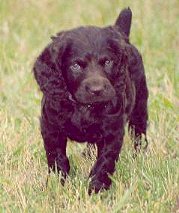 Boykin Spaniel