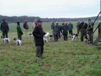 spaniel