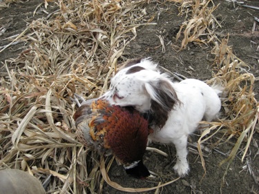 spaniel