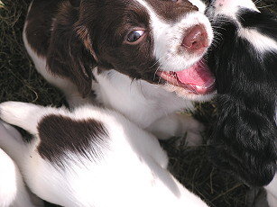 spaniel