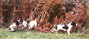 Saighton Spaniels