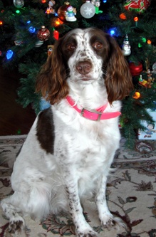 spaniel