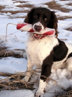 spaniel