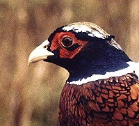 pheasant