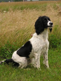 spaniel