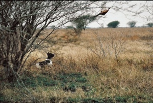 spaniel