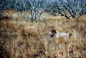 spaniel