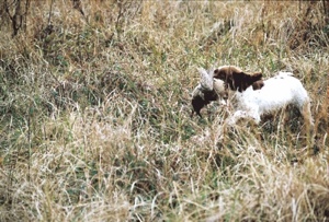 spaniel