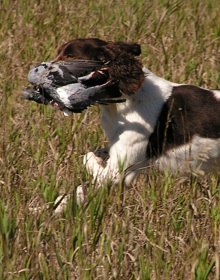 spaniel