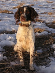 spaniel