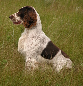 spaniel