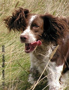 spaniel