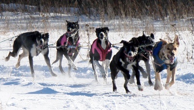 sled dogs