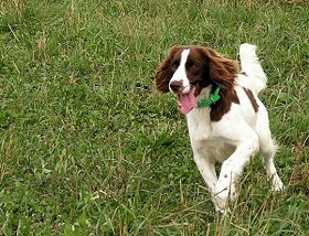 spaniel