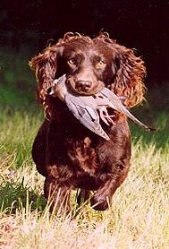 Boykin Spaniel