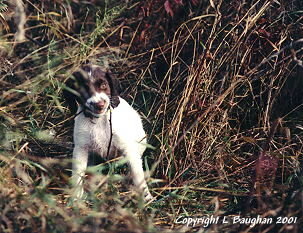 Pup in cover