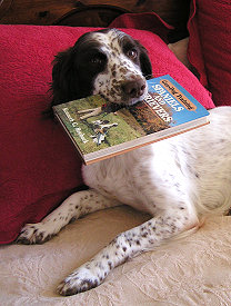 Gun-Dog Training Spaniels and Retrievers