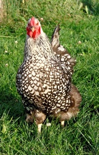 hen