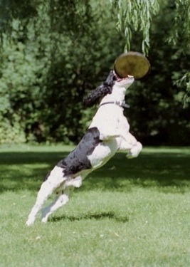 frisbee