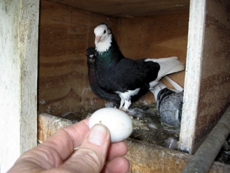 Pigeons for dog sales training