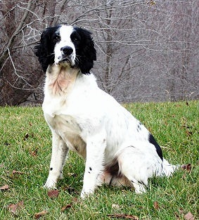 Crosswinds k9 sales